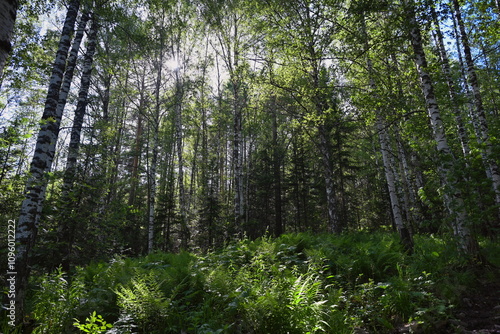 Morning sunlight in the birch forest of Zigalga photo