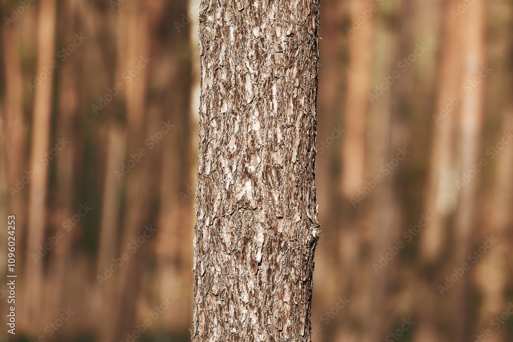 Fototapeta premium Woodland Detail: The Rough Texture of Tree Bark