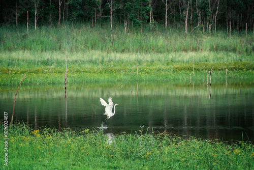 heron flying  photo