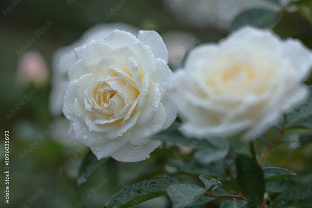 花の女王 花の女王