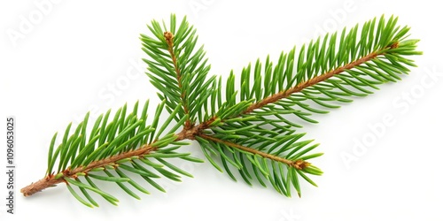 Top View Spruce Branch Composition Vibrant Green Needles on White, Christmas Nature Photography, Conifer Botany, Christmas, Nature, Botany