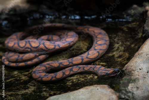 Rainbow Boa - Epicrates cenchria, beautiful popular colored snake from Central and South American forests and woodlands, Brazil. photo