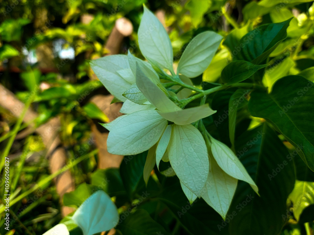 The Nusa Indah flower has white leaf-shaped flowers showing a beautiful contrast The Nusa Indah flower has white leaf-shaped flowers showing a beautiful contrast