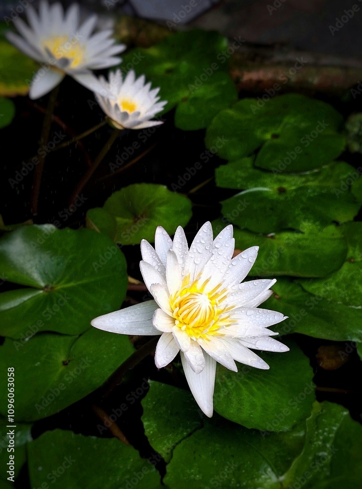 Beautiful white lotus flowers in the lake, perfect for a background. Beautiful white lotus flowers in the lake, perfect for a background.