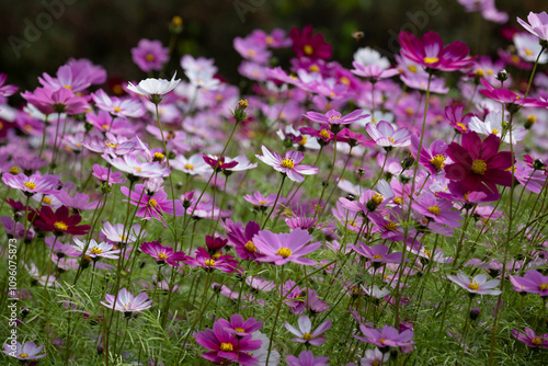 가을의 정취를 느끼게 하는 코스모스