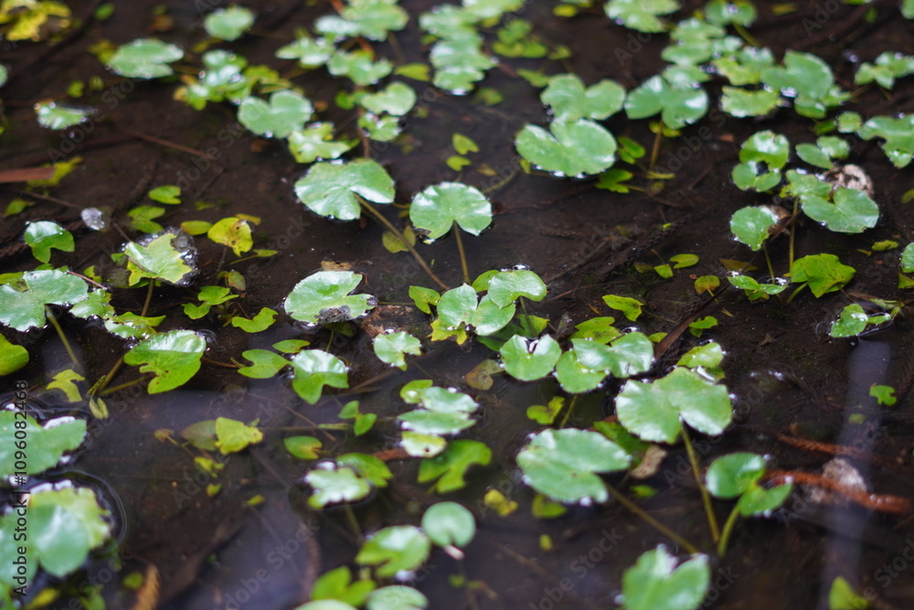Small leaves floating on the water with soil settling beneath them in a large cement pot Small leaves floating on the water with soil settling beneath them in a large cement pot