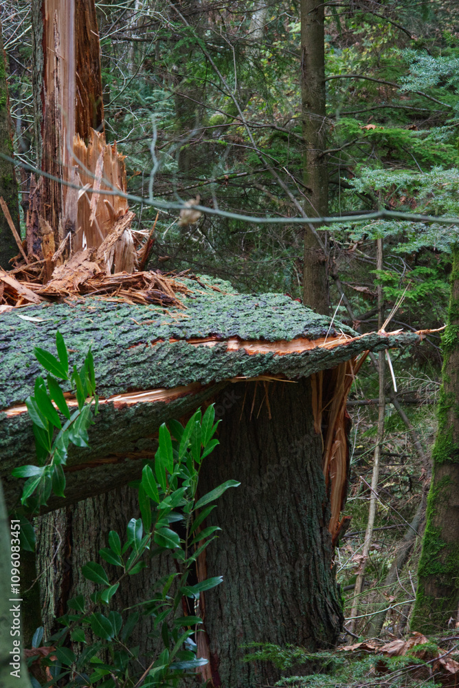 Fototapeta premium Storm damage in the forest
