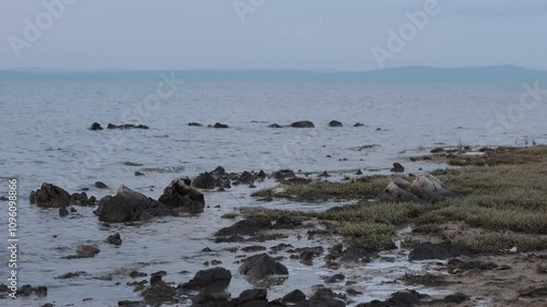 Bay with sea grass and stones at the seaside or beach at privlaka, close to zadar, croatia. Early morning autumn feeling.. photo