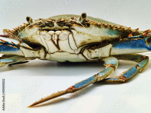 Portrait of aggressive blue crab, an invasive species but very tasty, in cuisine and used for many crustaceans recipes.