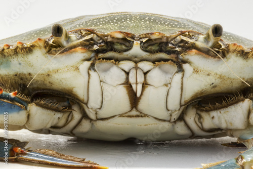 Macro view of aggressive blue crab, an invasive species but very tasty, in cuisine and used for many crustaceans recipes