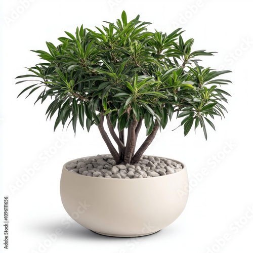 Desk Plant Isolated