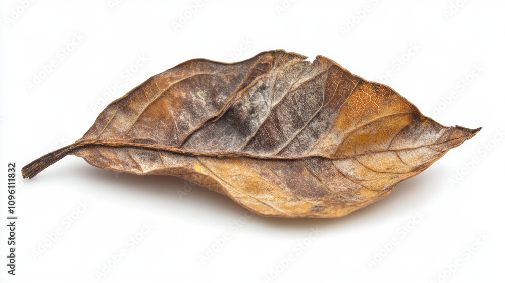 Autumn leaf in warm hues resting against a crisp white background highlighting its texture and color details Autumn leaf in warm hues resting against a crisp white background highlighting its texture and color details