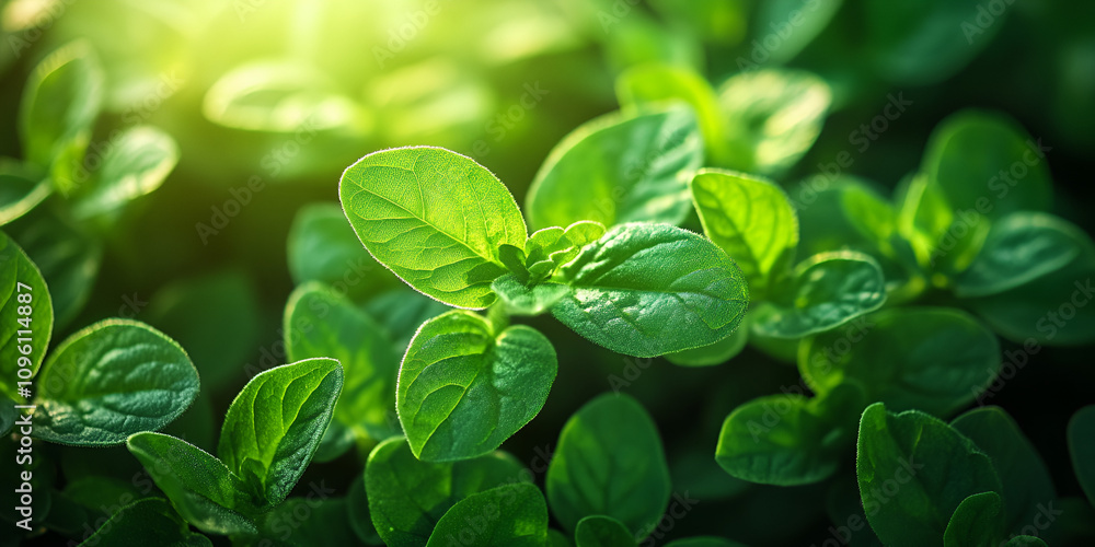 Fresh Oregano Leaves in Soft Lighting Fresh Oregano Leaves in Soft Lighting