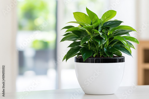 Potted Plant On White Backg...