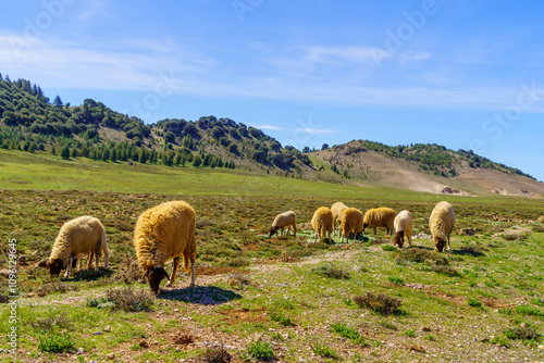 Obraz na płótnie Herd of sheep, Middle Atlas Mountains w salonie