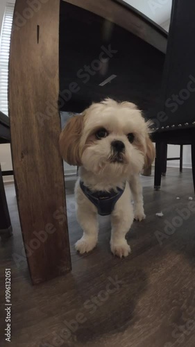 Shih tzu dog waiting patiently under a table, hoping for food to fall, showcasing adorable anticipation and loyalty