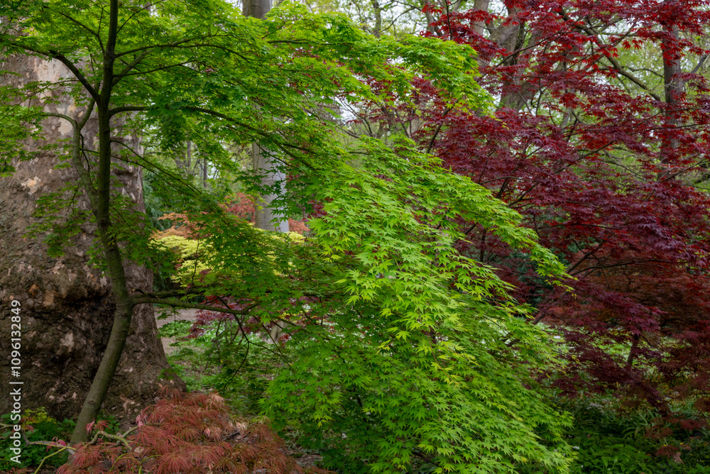 Natura. Bosco e foresta con fogliame verde e rosso Natura. Bosco e foresta con fogliame verde e rosso