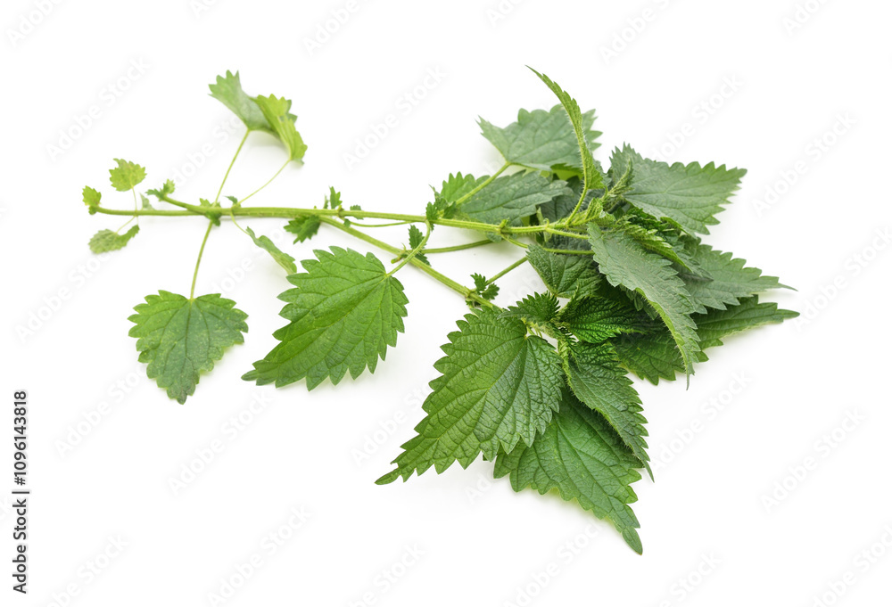 Branch of green nettle. Branch of green nettle.
