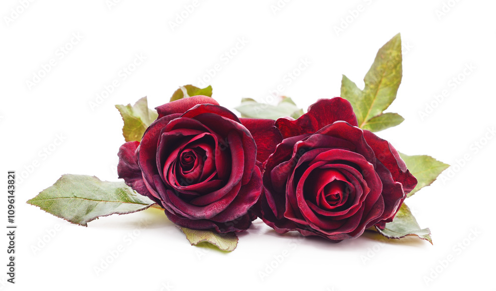 Naklejka premium Two red roses.