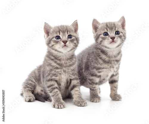 Two gray kittens.