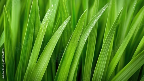 Vibrant green grass blades adorned with sparkling morning dew droplets, showcasing nature's freshness and tranquility.