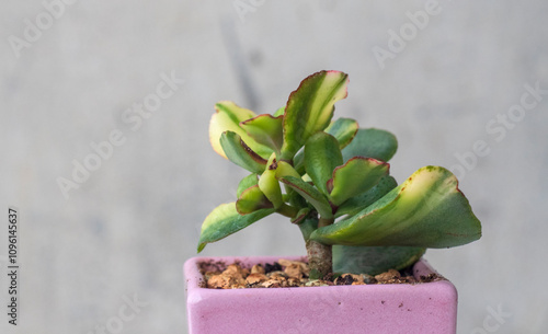 Money Tree Crassula Undulatifolia Curly bird variegata Golden bird Ukraine. Sukulent. Bonsai style. Plant for home photo