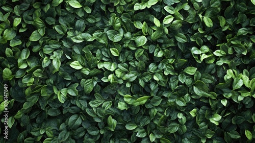 Lush green leaves arranged densely, creating a rich textured wallpaper background that evokes a vibrant, natural atmosphere.