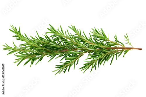 green rosemary on white background