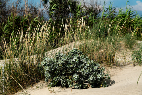 plage de Piémanson au bord de la mer Méditerranée