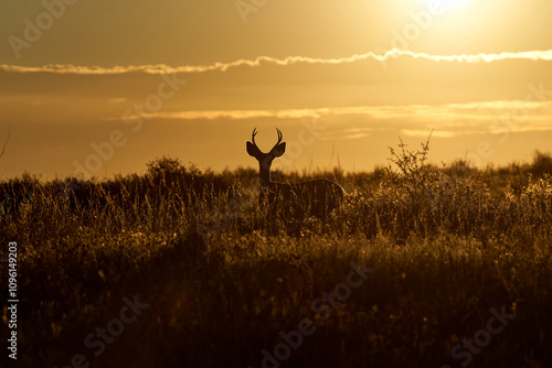 Hirsch im Sonnenaufgang