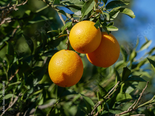 three oranges, surrounded by the leaves of their tree, ripening in the autumn sun, under a blue sky, preparing for harvest