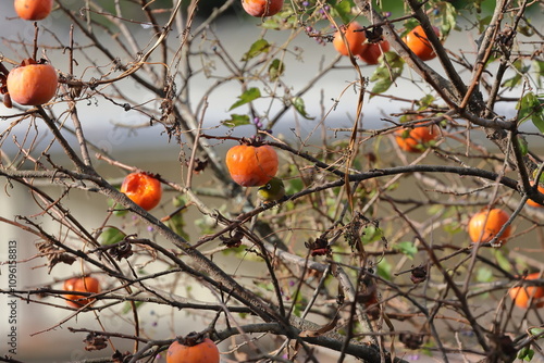 Ripe persimmon and Japanese White-eye