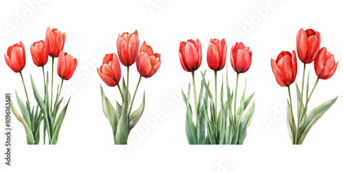 Watercolor red tulips on white background