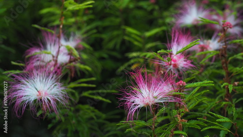 Full screen of pink red powder-puff flowers of Calliandra brevipes (pink powderpuff) and green finely divided leaves 
 photo