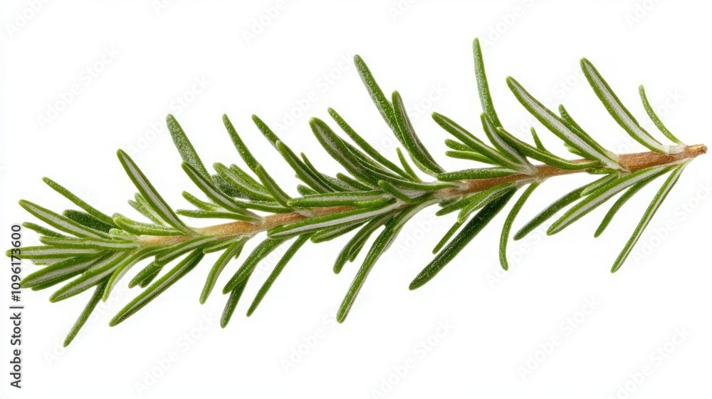 Fresh Rosemary Sprig - Aromatic Herb Fresh Rosemary Sprig - Aromatic Herb