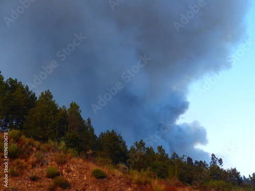 Incendie de forêt photo