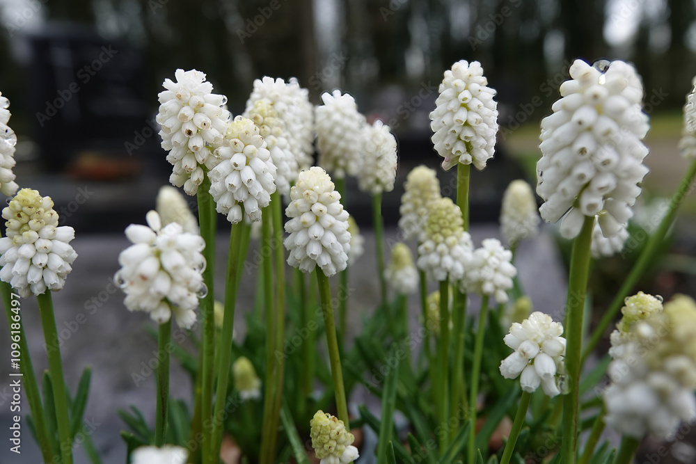 White Grape Hyacinths in Bloom White Grape Hyacinths in Bloom
