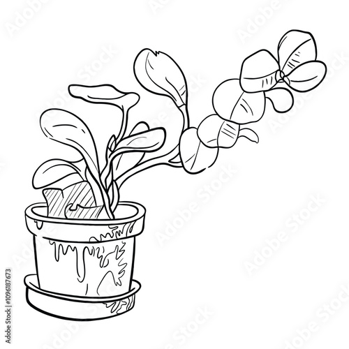 Elegant Indoor Flowering Plant in Pot – Line Drawing