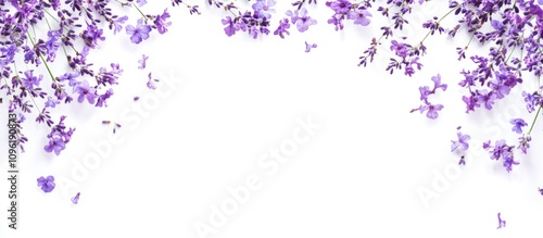 Lavender flowers in a delicate arrangement on a white background with space for text or design elements