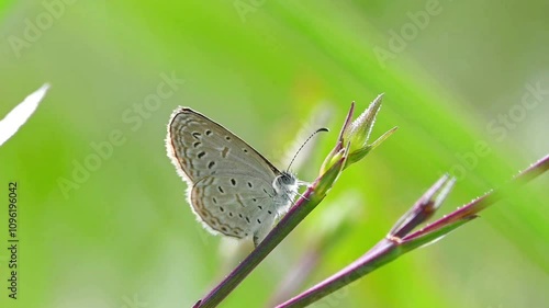 Wallpaper Mural Small Zizula hylax butterfly moving along a branch Torontodigital.ca