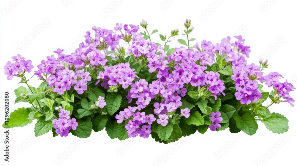 Delicate Purple Flowers in Full Bloom Delicate Purple Flowers in Full Bloom