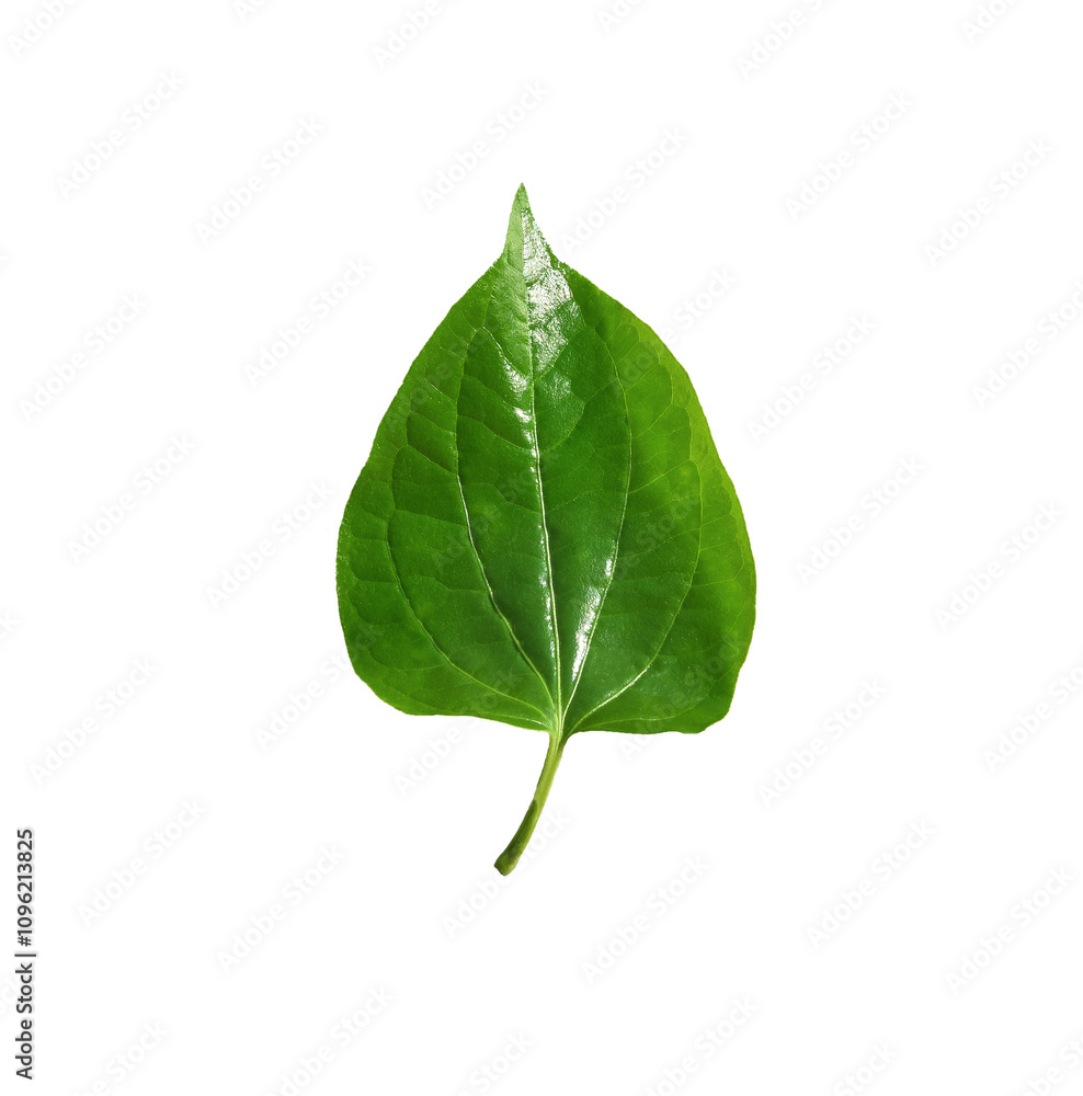 Obraz premium Piper sarmentosum Roxb or Chaplo or piperaceae foliage ,Green leaves pattern of tropical leaf plant isolated on transparen png.