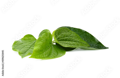 Green Piper betel leaf isolated on the transparen png. Thai herb, Thai food (Wildbetal Leafbush) (Piper sarmentosum Roxb) photo