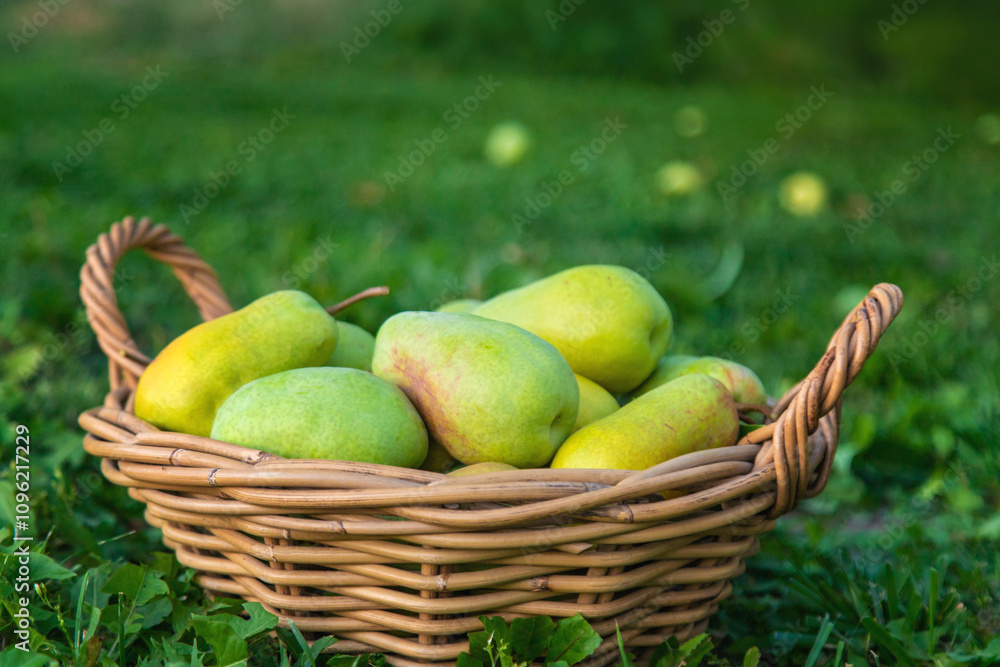 Pear harvest in the garden. Selective focus. Pear harvest in the garden. Selective focus.