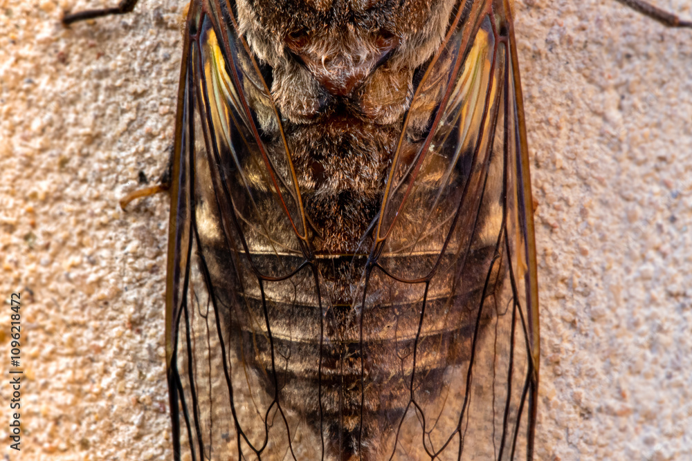 Cicada Singing on a Branch, Capturing the Essence of Summer, Nature’s Harmony, and the Vibrant Sound of Life in the Wild, Representing the Beauty and Symbolism of the Insect World Cicada Singing on a Branch, Capturing the Essence of Summer, Nature’s Harmony, and the Vibrant Sound of Life in the Wild, Representing the Beauty and Symbolism of the Insect World