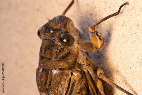 Cicada Singing on a Branch, Capturing the Essence of Summer, Nature’s Harmony, and the Vibrant Sound of Life in the Wild, Representing the Beauty and Symbolism of the Insect World photo