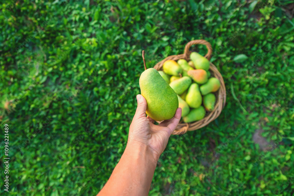 Pear harvest in the garden. Selective focus. Pear harvest in the garden. Selective focus.