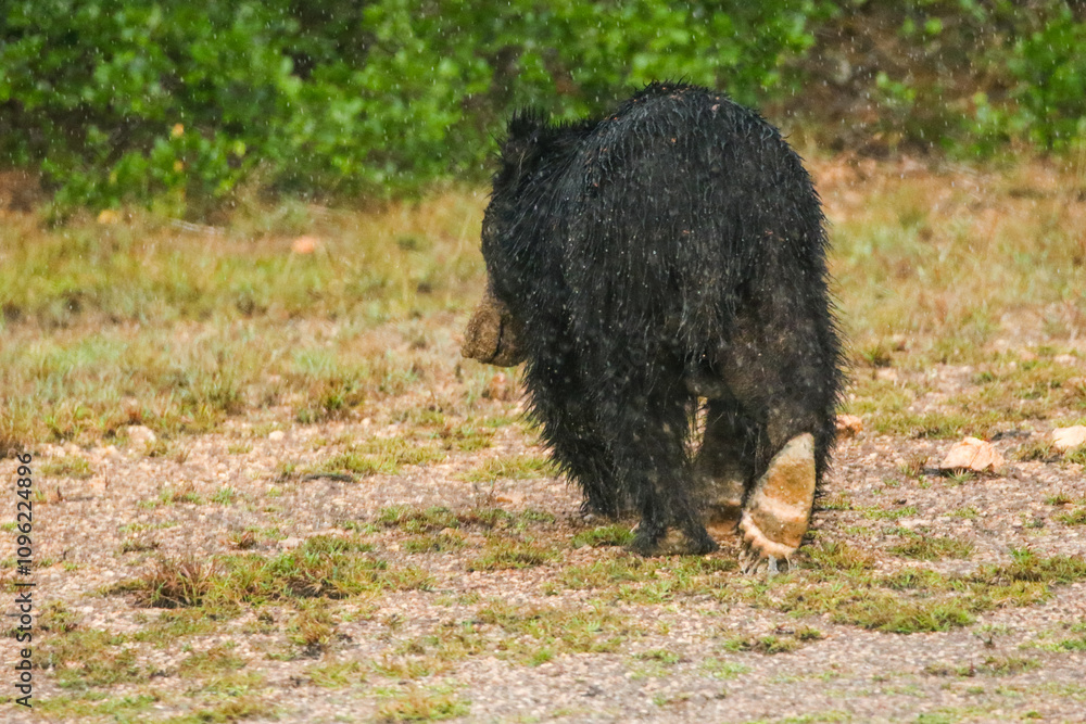 Fototapeta premium Black sloth Bear from Wilpaththu Sri lanka