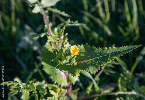 Macrophotographie de fleur sauvage - Laiteron lisse - Sonchus oleraceus photo