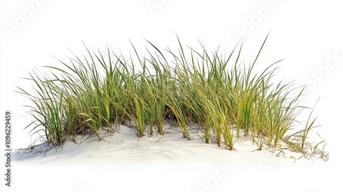 Fototapeta Naklejka Na Ścianę i Meble -  Coastal Grass on Sandy Dune
